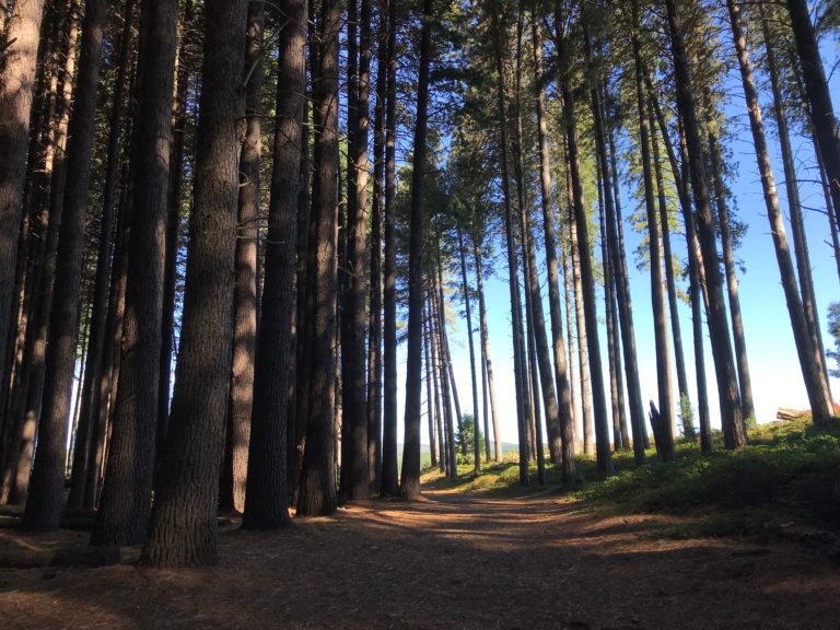 Mountain Bike Trails Tumbarumba