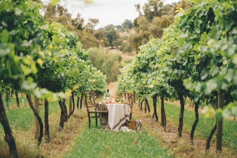 Mount Tumbarumba Vineyard