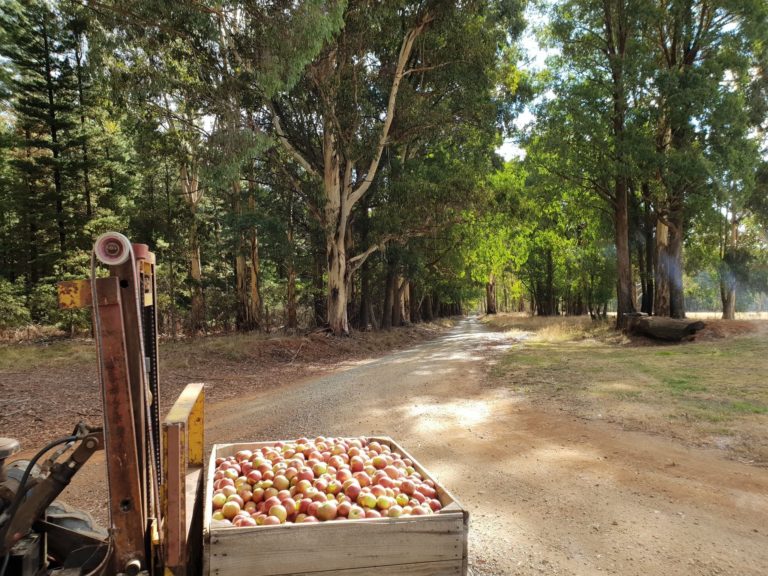 Crafty Cider